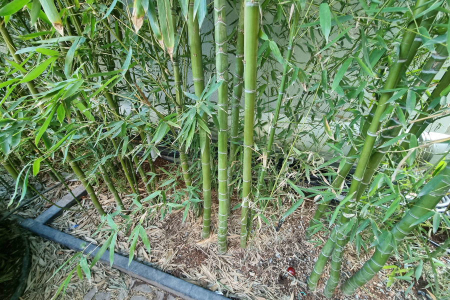 Bambus